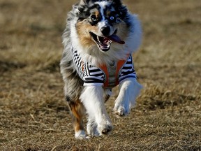 It was a dog day afternoon for this canine who joined hundreds of other dogs and their owners at Terwillegar dog park in Edmonton on Wednesday October 28, 2020.