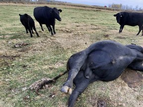 Parkland RCMP is looking for the publics help in identifying suspects who shot and killed or injured cattle in the County of Lac Ste. Anne between Sept. 4, and Oct. 11. Image supplied by RCMP