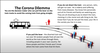 The Corona Dilemma, as described by economist Paul Frijters, The London School of Economics