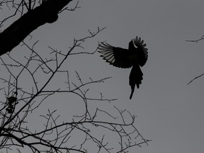 A magpie flies through spooky, leafless trees on Halloween night at Borden Park Pavilion in Edmonton, on Saturday, Oct. 31, 2020. Photo by Ian Kucerak/Postmedia