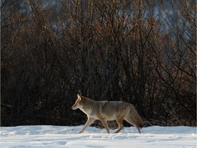 A coyote heads into the bush with its mate near Ada Boulevard and 75 Street in Edmonton, on Monday, Feb. 3, 2020. City council is exploring a ban on feeding wildlife following increase in coyote concerns.