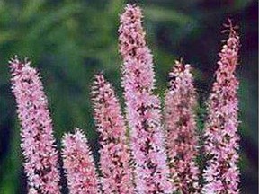 Cimcifuga Pink Spike, perennial of the Bugbane family.