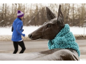 A jogger makes their way past a statue of a deer that someone has added a scarf to, along Saskatchewan Drive near 107 Street, in Edmonton Saturday Nov. 14, 2020. Photo by David Bloom