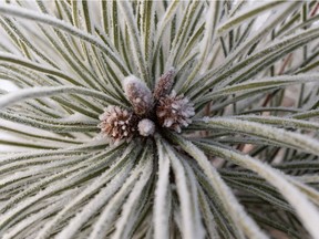 Hoar frost is seen on a tree at Rundle Park on a cold morning in Edmonton, on Friday, Dec. 11, 2020.