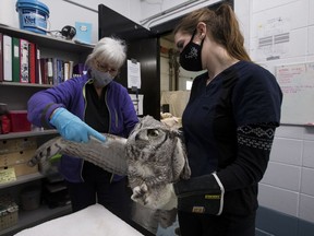 Kim Blomme, director of wildlife services at WILDNorth, inspects an injured Great Horned Owl while Jade Murphy, wildlife technician, holds it at the organization’s headquarters, Dec. 17, 2020 in Edmonton. WILDNorth has seen an increase in animal rescue and a decrease in donations this year.