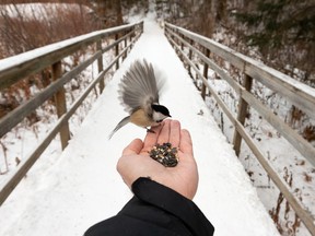 A chickadee feeds from the photographer's hand on a trail in Whitemud Park in Edmonton on Wednesday, Dec. 23, 2020.