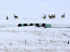 FILE PHOTO: Deer gather at a depot used to store pipes for Transcanada Corp's planned Keystone XL oil pipeline in Gascoyne, North Dakota, January 25, 2017.