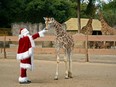 Santa Claus gets around this year in spite of COVID-19. Here he is feeding a giraffe cub at La Aurora Zoo in Guatemala City last week. Everyone has their own traditions.