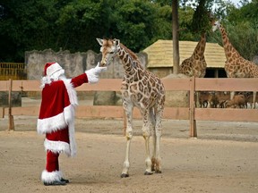 Santa Claus gets around this year in spite of COVID-19. Here he is feeding a giraffe cub at La Aurora Zoo in Guatemala City last week. Everyone has their own traditions.