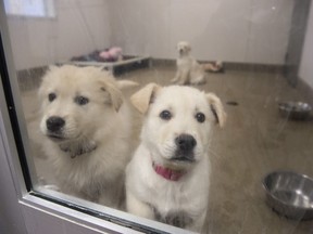 Dogs seized after a complaint of inadequate shelter from cold at Edmonton's Animal Care & Control Centre (ACCC). File photo.