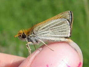 The poweshiek skipperling butterfly. File photo.