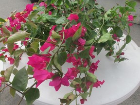 Bougainvillea can be grown indoors for bright blooms nearly all year long.