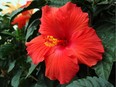 Pruning hibiscus after blooming will encourage more flowers in the season ahead.