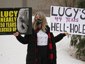 Julie King protests the capture of Lucy the Elephant at the Edmonton Valley Zoo on January 2, 2021. On December 29, 2020, animal activist Jane Goodall posted a video of her message urging Edmonton City Council to 