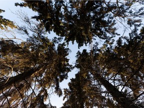 The trees rise above the forest floor at Minchau Park on a warm winter day in Edmonton, on Tuesday, Jan. 5, 2021.