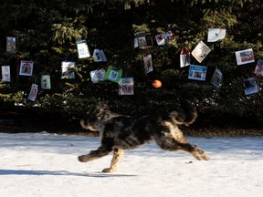 Pet owners left Merry Christmas and Happy New Year greetings with photos of their dogs on a tree at Belgravia Off Leash Site in Edmonton, on Thursday, Jan. 7, 2021.