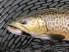 Albertans are now able to purchase tiger trout for private water bodies after they were added as a licensed species in 2021.