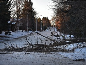 A winter snow squall blew through the city last night that toppled trees with winds over 120km/hr in Edmonton, January 20, 2021. Ed Kaiser/Postmedia