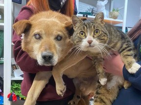 Spike, an eight-year-old blind dog and Max, his "seeing-eye cat," were surrendered to the Saving Grace Animal Society in Alix, Alta. on Monday. The shelter hopes the pair will be available for adoption in two weeks. Photo supplied from Saving Grace Animal Society Facebook.