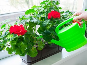 Geraniums can be grown from clippings or overwintered inside but need the right conditions to bloom.