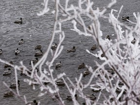 Ducks framed by hoar frost covered trees, swim in the North Saskatchewan River near Gold Bar Park on Monday, Jan. 25, 2021 in Edmonton. Greg Southam-Postmedia