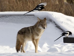 A coyote and a group of magpies wander through the snow-covered skateboard park in McKernan Park.