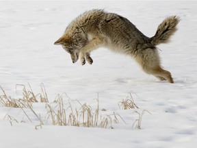 A coyote leaps in the air as it hunts for mice under the snow at the University of Alberta farm in Edmonton on Sunday, Jan. 24, 2021.