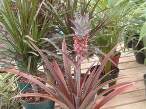 Pineapple plants can be grown indoors, but don't expect an edible fruit.