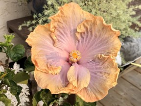 A hibiscus blooms in Edmonton, Alberta. Jenny Feniak/Postmedia