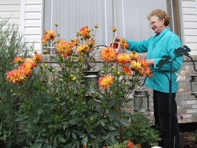 These dahlias exceed four feet, the tallest that Agatha Vavrek has seen in more than 30 years of growing the plant.