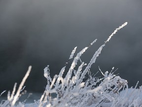 Frozen blades of grass are seen as the temperature hovers around -27 degrees Celsius in Edmonton, on Monday, Feb. 8, 2021. Photo by Ian Kucerak