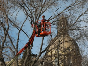 The dome of the Alberta Legislature is visible in the background as crews trim the trees on the legislature grounds, in Edmonton Wednesday Feb. 24, 2021. The UCP will present its 2021 provincial budget on Thursday. Photo by David Bloom