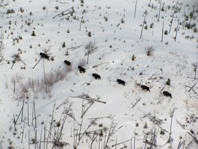 Wood Bision in the Kitaskino Nuwenëné Wildland Provincial Park. Supplied image, Government of Alberta