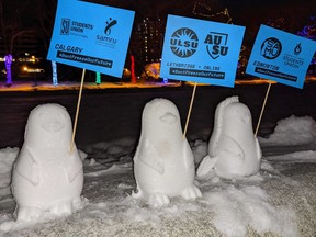 Three of some 800 snow penguins set up on the grounds of the Alberta legislature, are shown in this handout image provided by Jon Mastel, on Thursday, Jan. 28, 2020.