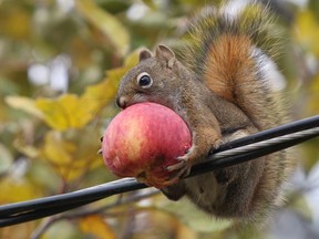 A squirrel sitting on some wires enjoys an apple it got from a nearly empty apple tree. File photo.