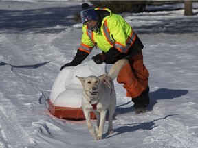 Dez the dog helps Brian McArthur haul part of a snow sculpture into position in preparation for the Silver Skate, in Edmonton Thursday Feb. 11, 2021. The event runs from Feb 12 to 21 in Hawrelak Park.