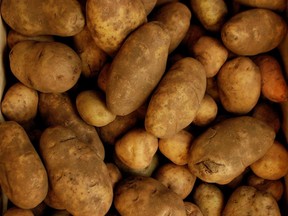Adding too much manure to soil can lead to scabby potatoes. Should scab take root in your potato plot, be sure to plant your spuds elsewhere for at least five years.Allen McInnis/Postmedia