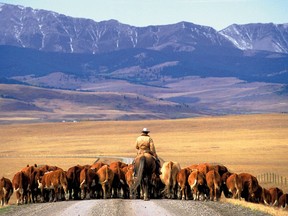 Cattle drive on a road with the eastern slopes of the Alberta Rockies in the background.