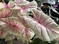 Ophelia, my candyland caladium, dazzles with elegant, tissue-thin foliage.