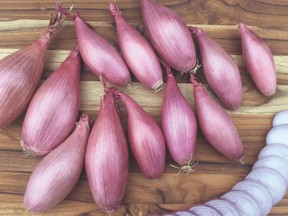 Echalion shallots, also known as banana shallots.