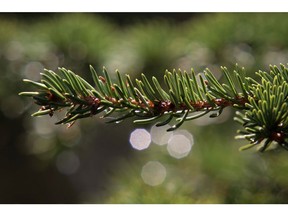 The end of a branch is the last place you'll find unhealthy spruce needles; check the base of the tree to see if they're browning.