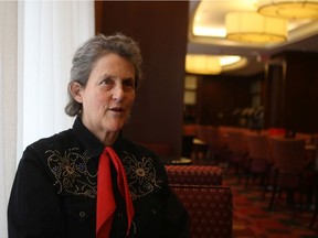 NATIONAL POST STAFF PHOTO // TORONTO February 06, 2009--Animal expert Temple Grandin poses for a portrait Marriott Residence Inn, 255 Wellington St. W.  Toronto Friday, February 6, 2009. Grandin has designed ways to make livestock more comfortable.  Brett Gundlock/National Post (For story by Adam McDowell, Weekend Post section)