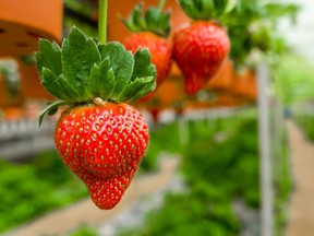 Strawberries are one of the most rewarding plants to grow in the garden, but they're just as happy in containers.