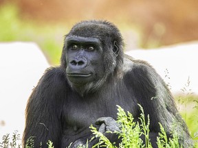 Yewande, the Calgary Zoo's 12-year-old western lowland gorilla, is expecting her first baby, the zoo announced Jan. 11, 2021. Her due date is early May and official baby watch will commence in mid-April until the baby is born.