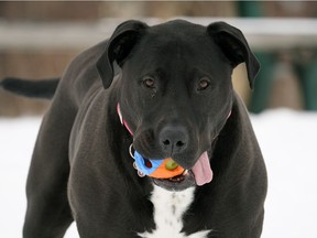 A tongue-wagging dog takes a walk with his favourite toy at Callingwood Park in Edmonton on Monday March 1, 2021.