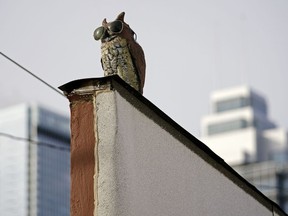 A wise-looking owl keeps a lookout on a rooftop in downtown Edmonton on Wednesday March 10, 2021.