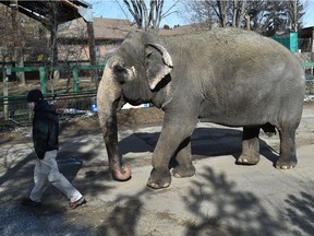 Lucy the elephant on her morning walk at the Edmonton Valley Zoo on March 23, 2021.
