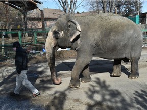 Lucy the elephant on her morning walk at the Edmonton Valley Zoo on Tuesday, March 23, 2021.