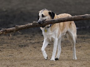 This dog was walking softly and carrying a big stick at a southwest Edmonton park on Thursday March 25, 2021. (Photo by Larry Wong/Postmedia)