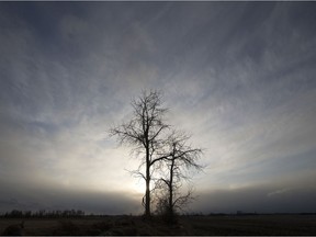 The Sun sets behind a pair of trees on farm land, south of Edmonton Thursday March 25, 2021. Photo by David Bloom